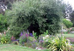 willow tree picture