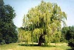 willow tree picture