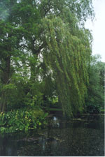 willow tree picture
