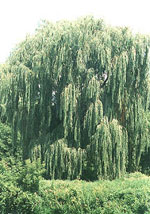 Willow tree picture; Weeping Willow Tree Type