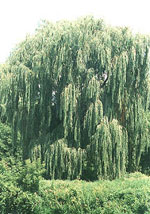 willow tree picture