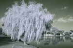 willow tree picture