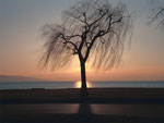 willow tree picture