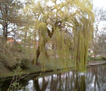 willow tree picture