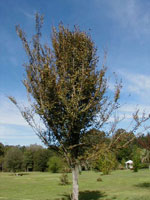 elm tree picture