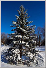 spruce tree picture