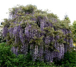 tree picture