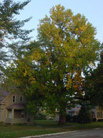poplar tree picture