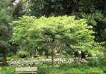 Zelkova tree picture