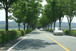 Zelkova tree picture