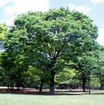 Zelkova tree picture