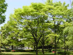 Zelkova tree picture