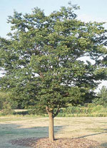 Zelkova tree picture