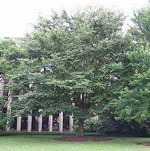 Zelkova tree picture