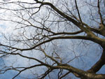 Zelkova tree picture