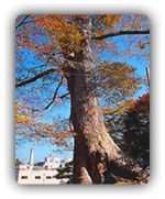 Zelkova tree picture