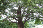 Zelkova tree picture