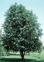 mountain ash tree picture