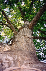 ginkgo biloba tree picture