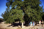 Pecan Tree Picture