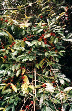 coffee tree picture