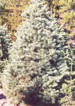 fir tree picture