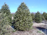 douglas fir tree picture