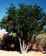 ebony tree picture
