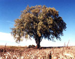 American Elm Tree Picture