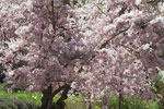 cherry tree picture