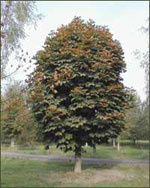 chestnut tree picture