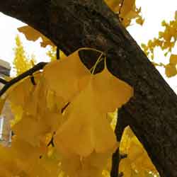Ginkgo Leaf: Yellow Autumn Ginkgo Biloba Tree Leaves