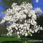 White Magnolia Tree Picture, picture of the Magnolia Tree with white spring blossoms