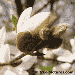 Magnolia Tree Picture, close up picture of a Magnolia Tree spring bud