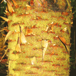 Monkey Puzzle Tree Bark Wood