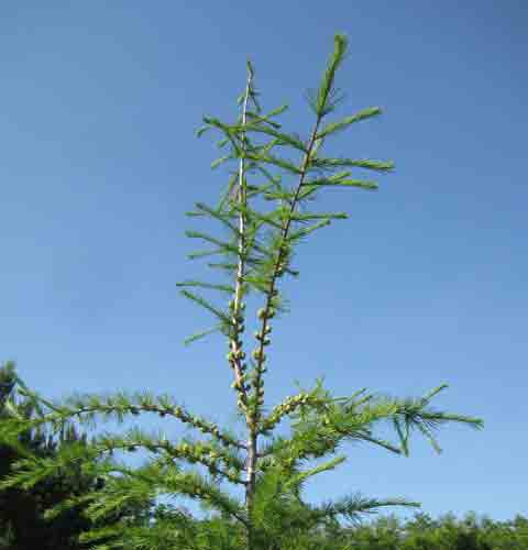 Tamarack Pine Tree Picture
