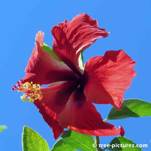 Hibiscus Pictures, Impressive Red Hibiscus Tree Flower Photo