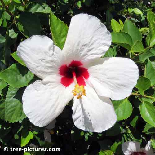 Hibiscus Pictures, Large White Hibiscus Flower with Red Center