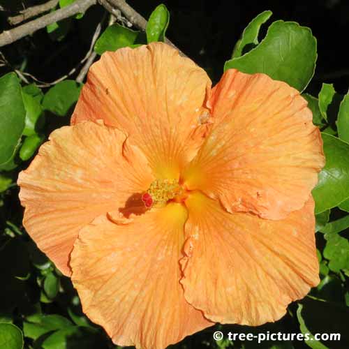 Hibiscus Pictures, Impressive Peach Hibiscus Flower Photo