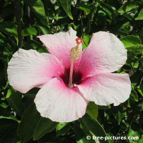 Hibiscus Pictures, Pink HibiscusTree Flower Pic
