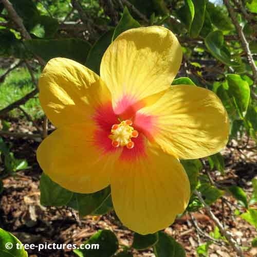 Hibiscus Pictures, Bright Yellow Hibiscus Tree Flower with Red Center