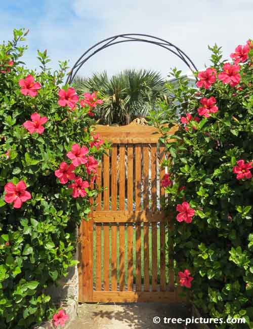 Hibiscus Pictures, Hibiscus Flowers Welcome Surrounding Garden Gate