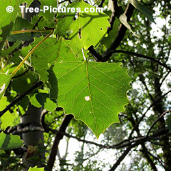 Pictures of Aspen Trees: Big Tooth Trembling Type Aspen Leaf (Populus grandidentata) Leaves | Tree:Aspen+Trembling+BigTooth at Tree-Pictures.com