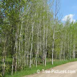 Pictures of Aspen Trees; Stand of Trembling Aspen Trees Photo. The Aspen Tree multiplies by it roots suckering out and creating new Aspen trees. This is why Aspen Trees are found in Stands or large Aspen tree clusters. | Tree:Aspen+Trembling  Tree-Pictures.com