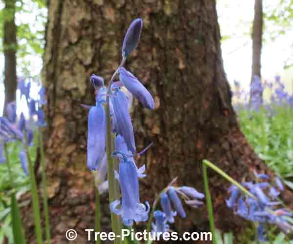 Bluebell: Bluebells At The Base Of A Beech Tree