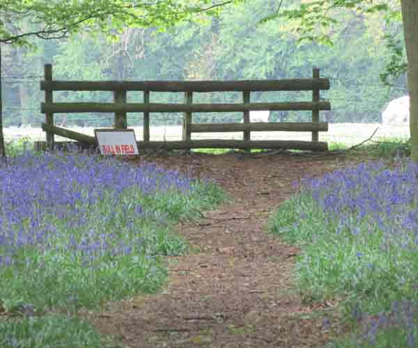 Bluebell: Bluebell Walk - End Of The Road