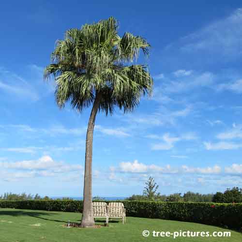 Bermuda Tree Pictures, Giant Palm Tree Overlooking the Ocean Photo