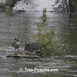 Animal Forest Picture: Canada Goose