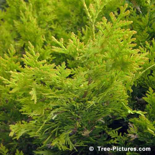 Cedar Tree Pictures, Colorful Golden Cedar Leaves Pic