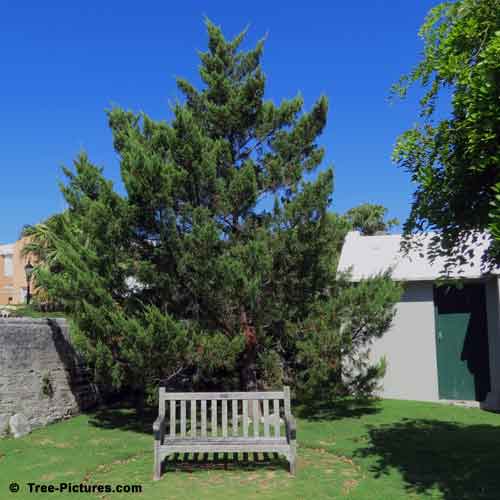 Cedar Tree Pictures, Large Cedar Tree with Resting Bench Image